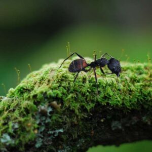 Top 4 des fourmis que vous pourriez rencontrer cet été