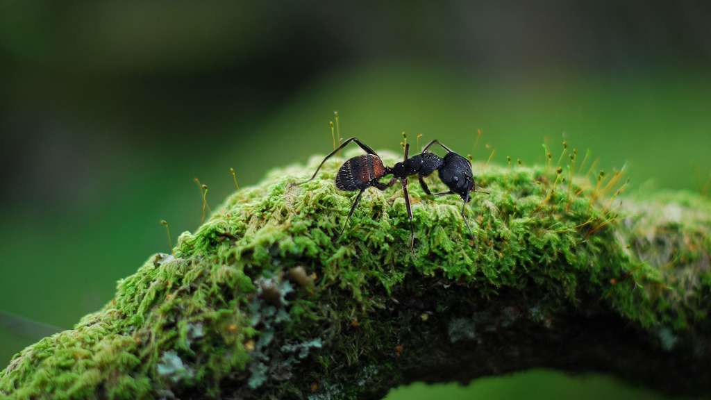 Top 4 des fourmis que vous pourriez rencontrer cet été