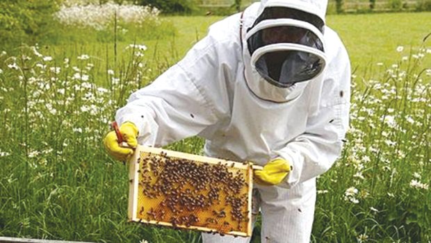 Formation apiculture : Pour qui ?
